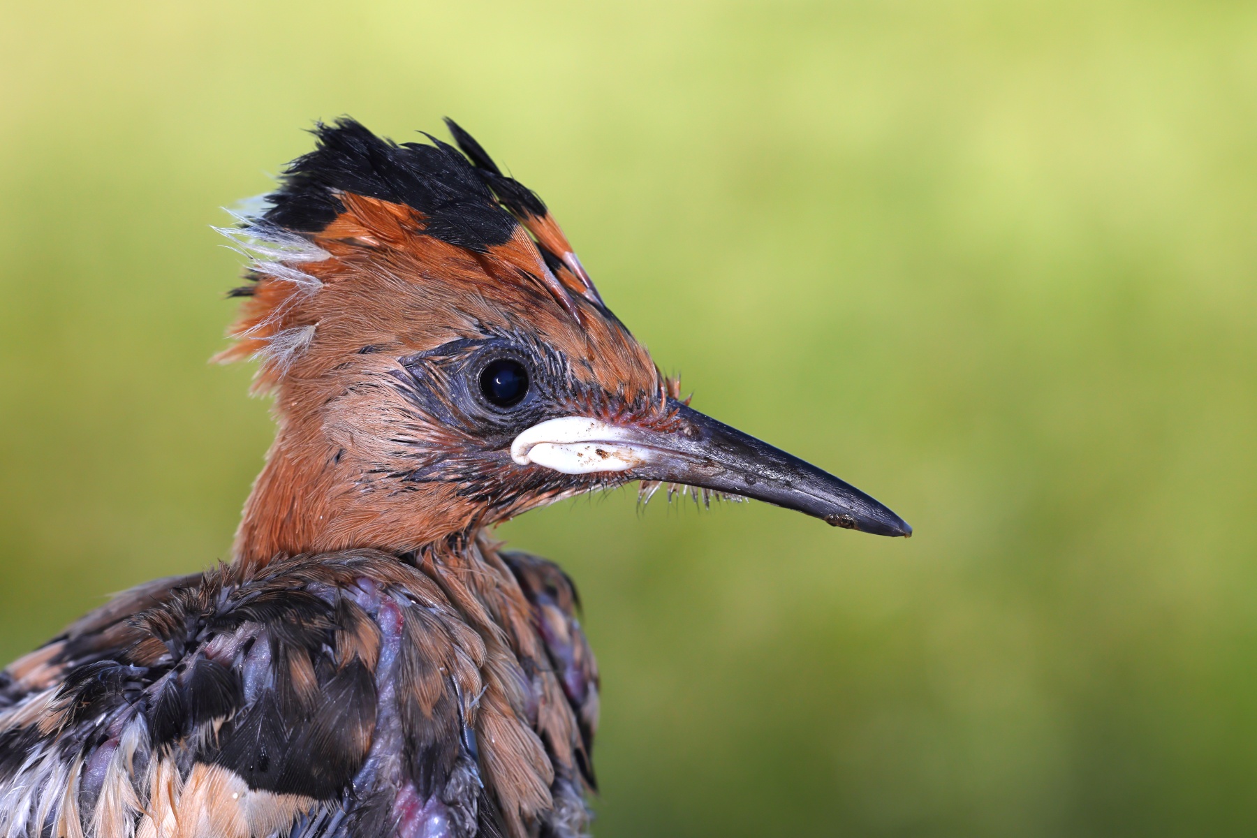 Eurasian hoopoe (Upupa epops)