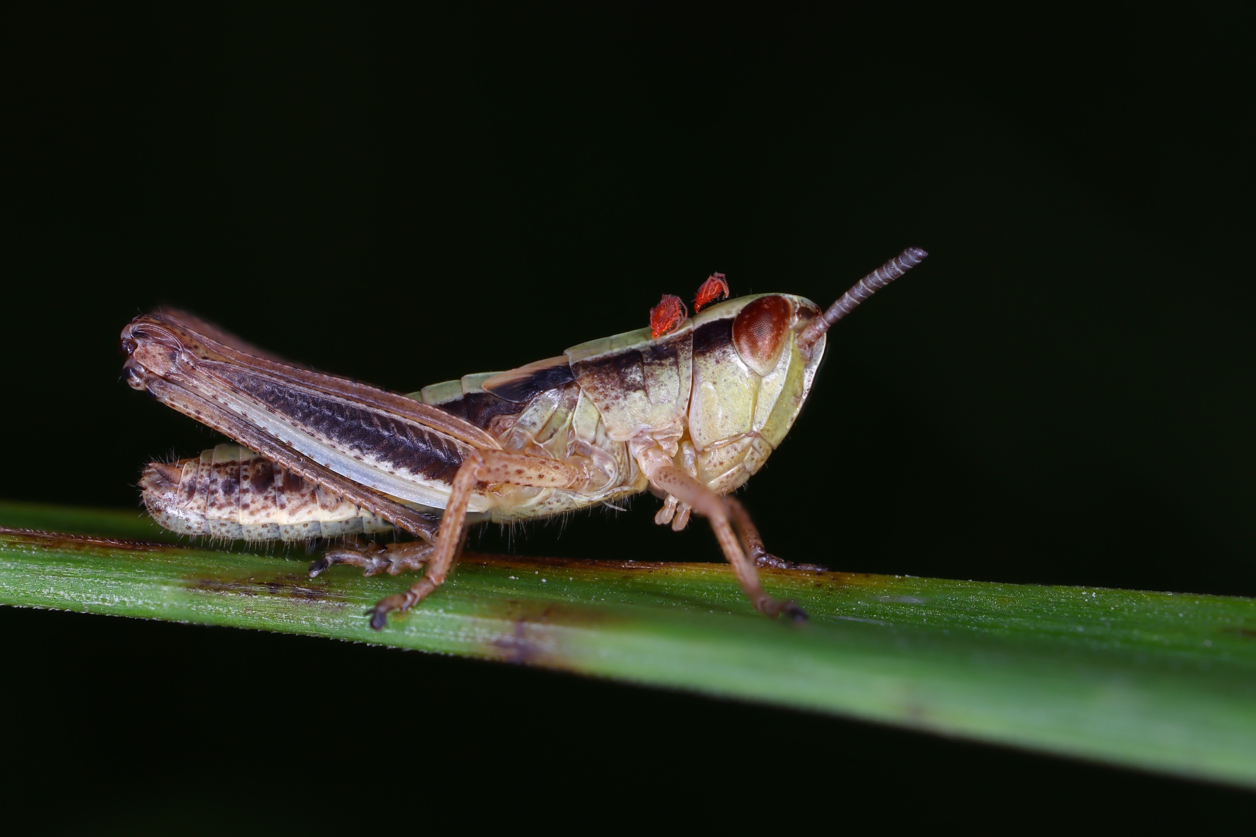 Grasshopper