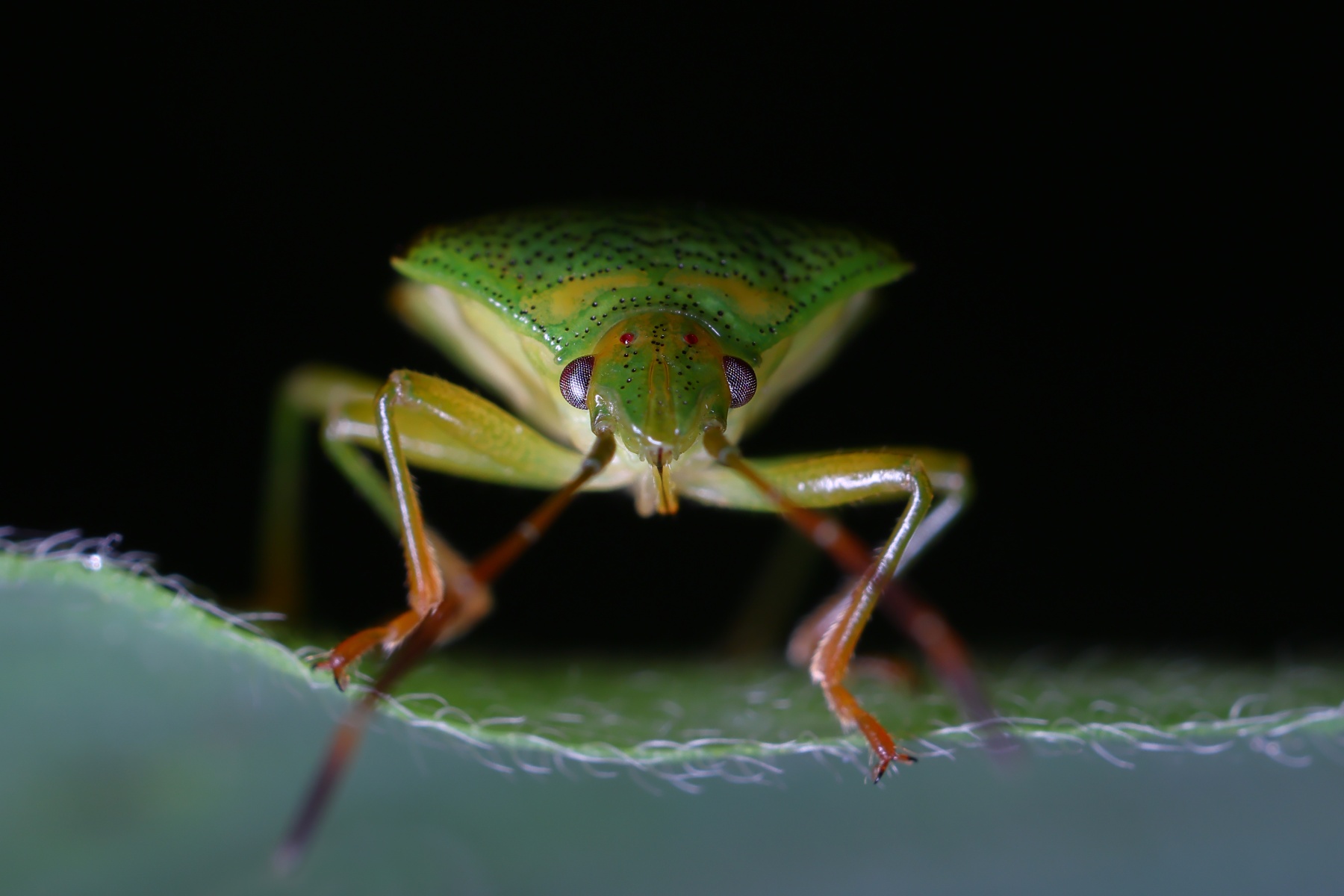 Birch shield bug (Elasmostethus interstinctus)