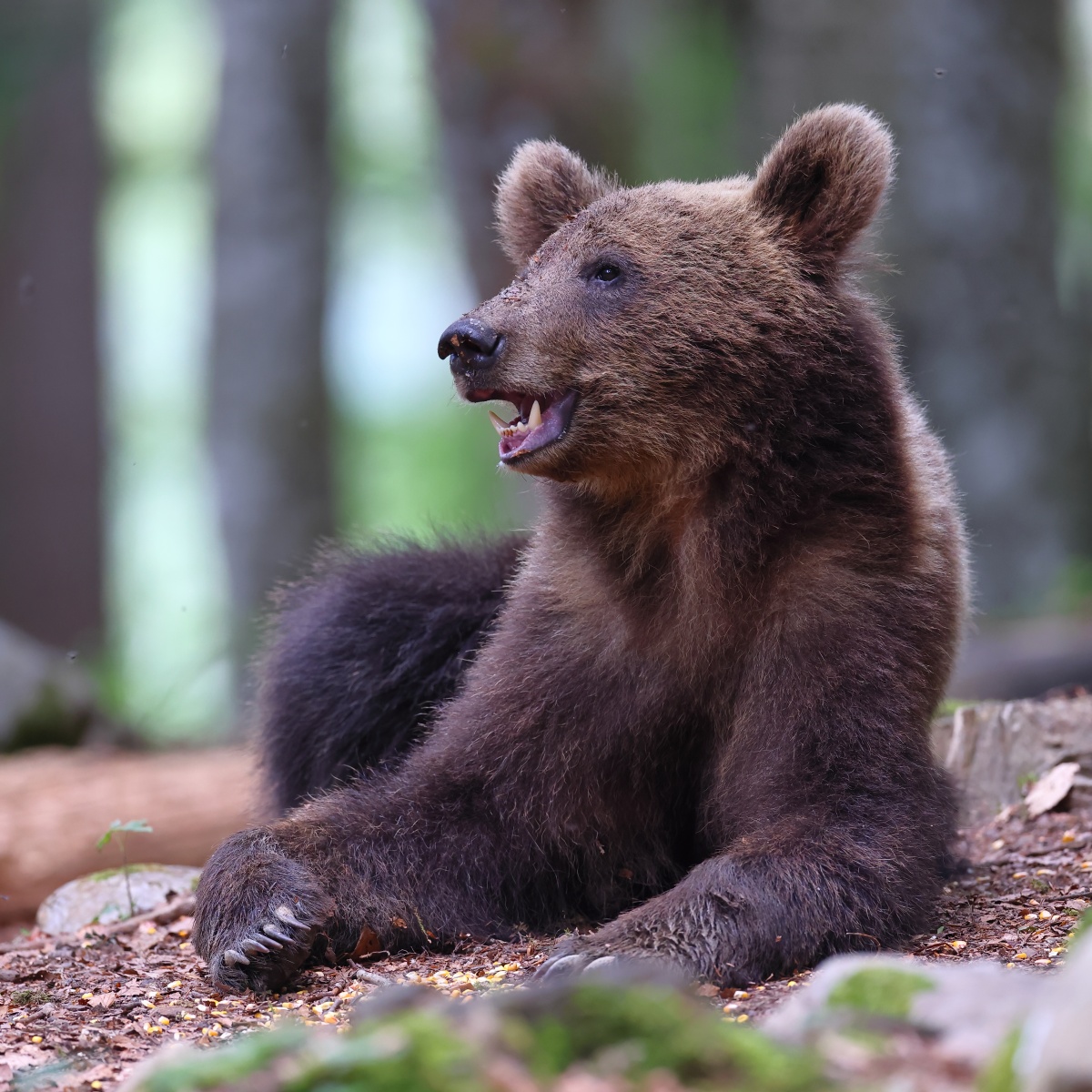 Brown bear (Ursus arctos)