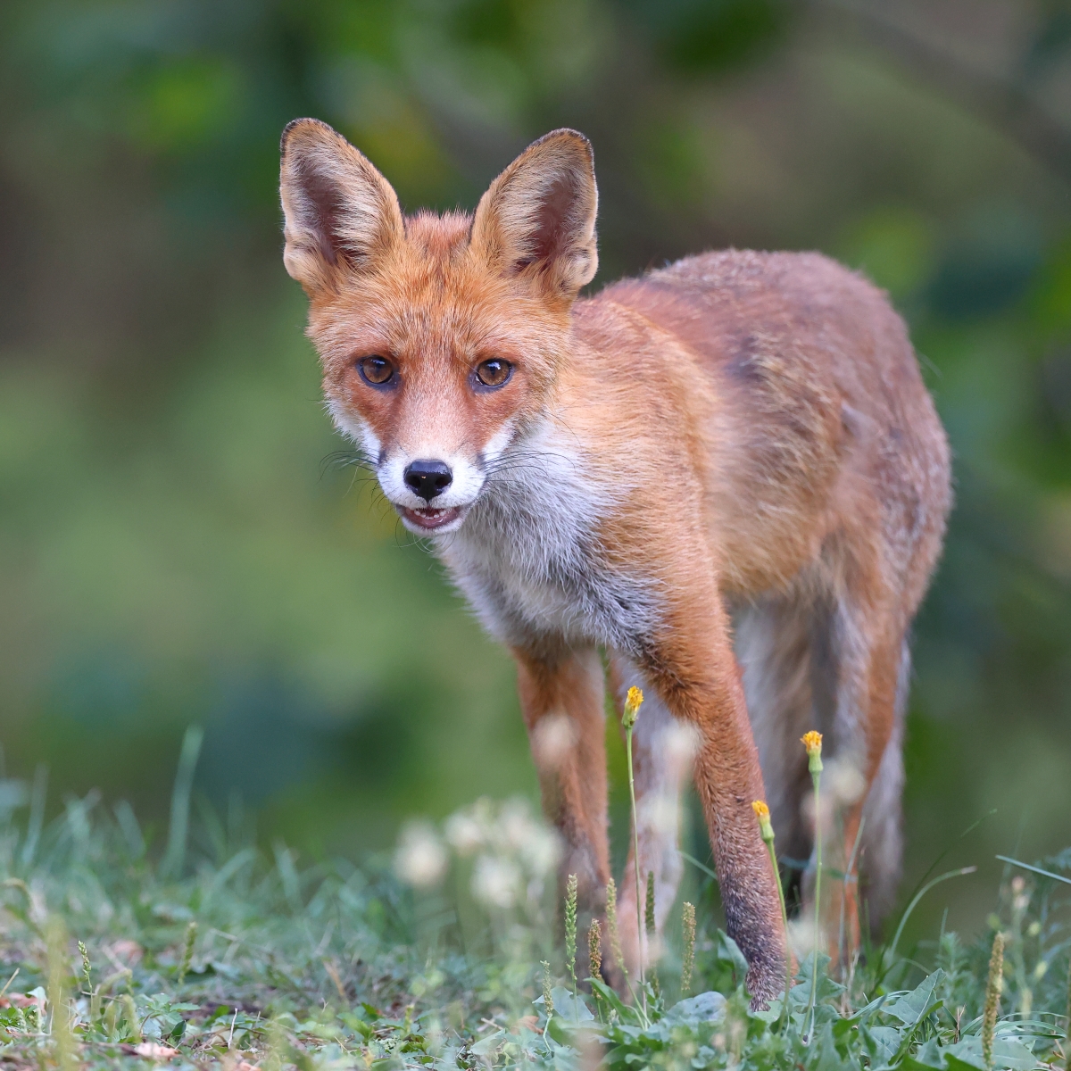Fox