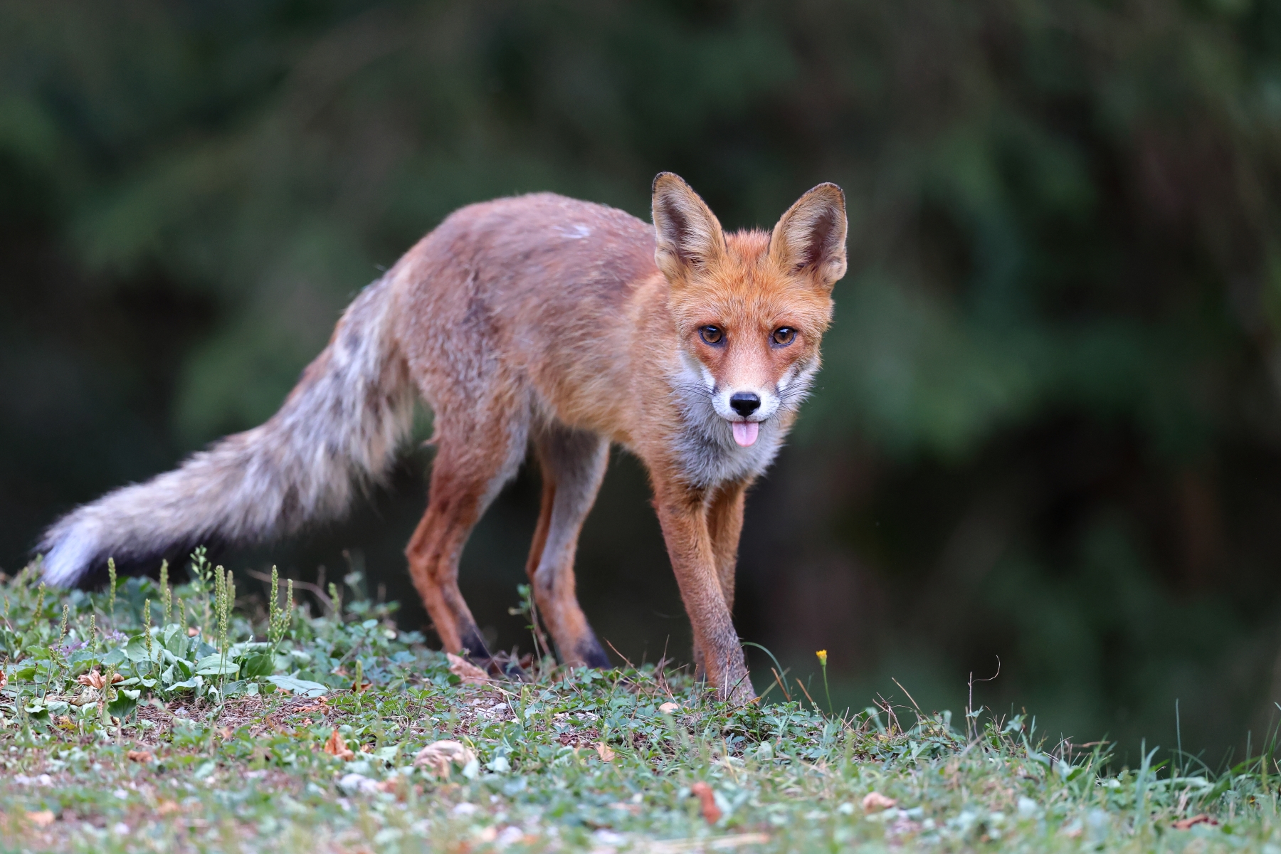 Fox