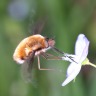 Greater bee fly (Bombylius major)