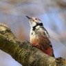 Middle spotted woodpecker (Dendrocoptes medius)