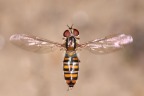 Marmalade hoverfly (Episyrphus balteatus)