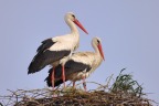 White stork (Ciconia ciconia)