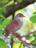 Cetti's warbler (Cettia cetti)