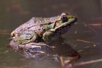 Marsh frog (Pelophylax ridibundus)
