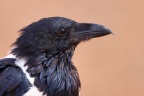 Pied crow (Corvus albus)