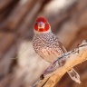 Red-headed finch (Amadina erythrocephala)