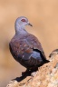Speckled pigeon (Columba guinea)