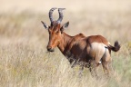 Hartebeest (Alcelaphus buselaphus)