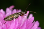 Thick-legged flower beetle (Oedemera nobilis)