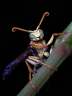 European paper wasp (Polistes dominula)