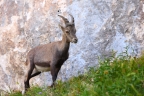 Alpine ibex
