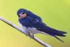 Barn swallow