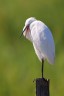 Great egret