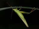 Ruspolia nitidula
