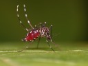 Asian tiger mosquito