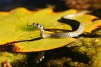 Grass snake