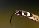 Grass snake