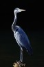 Grey heron