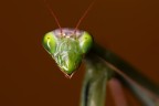 European mantis