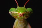 European mantis