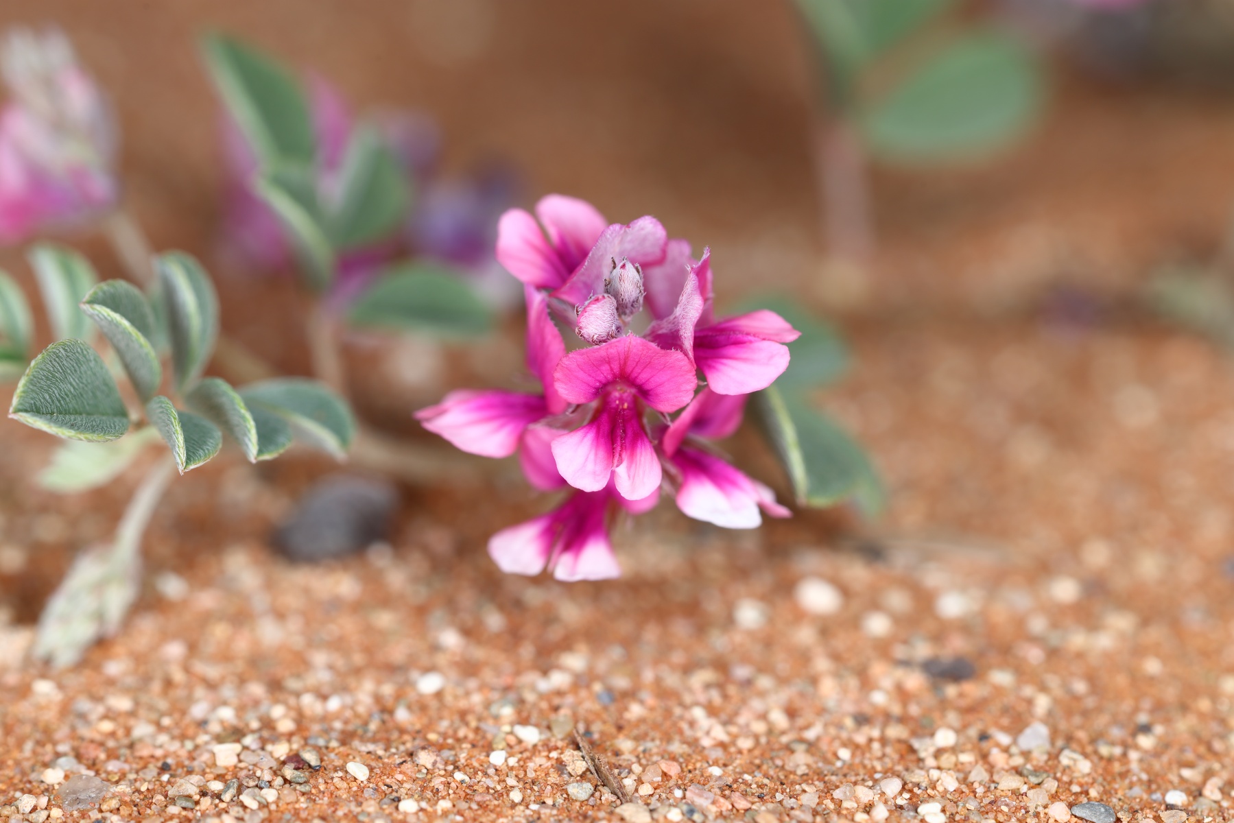 Sesriem campsite - Indigofera Auricoma