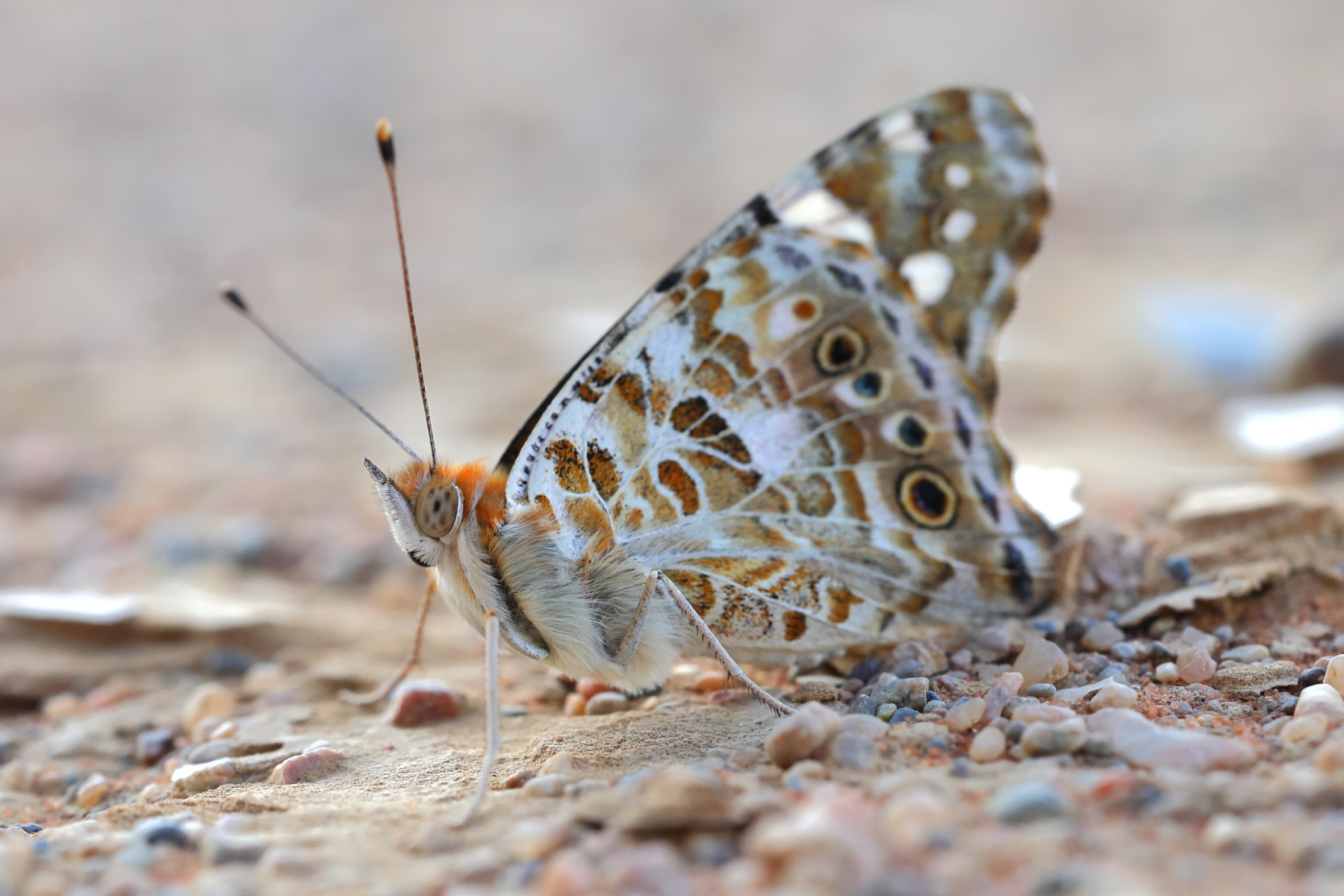 Sossusvlei - Dune 45 - Painted lady butterfly (Vanessa cardui)