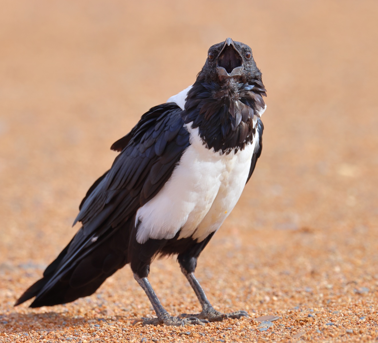 Sossusvlei - Dune 40 - Pied crow (Corvus albus)