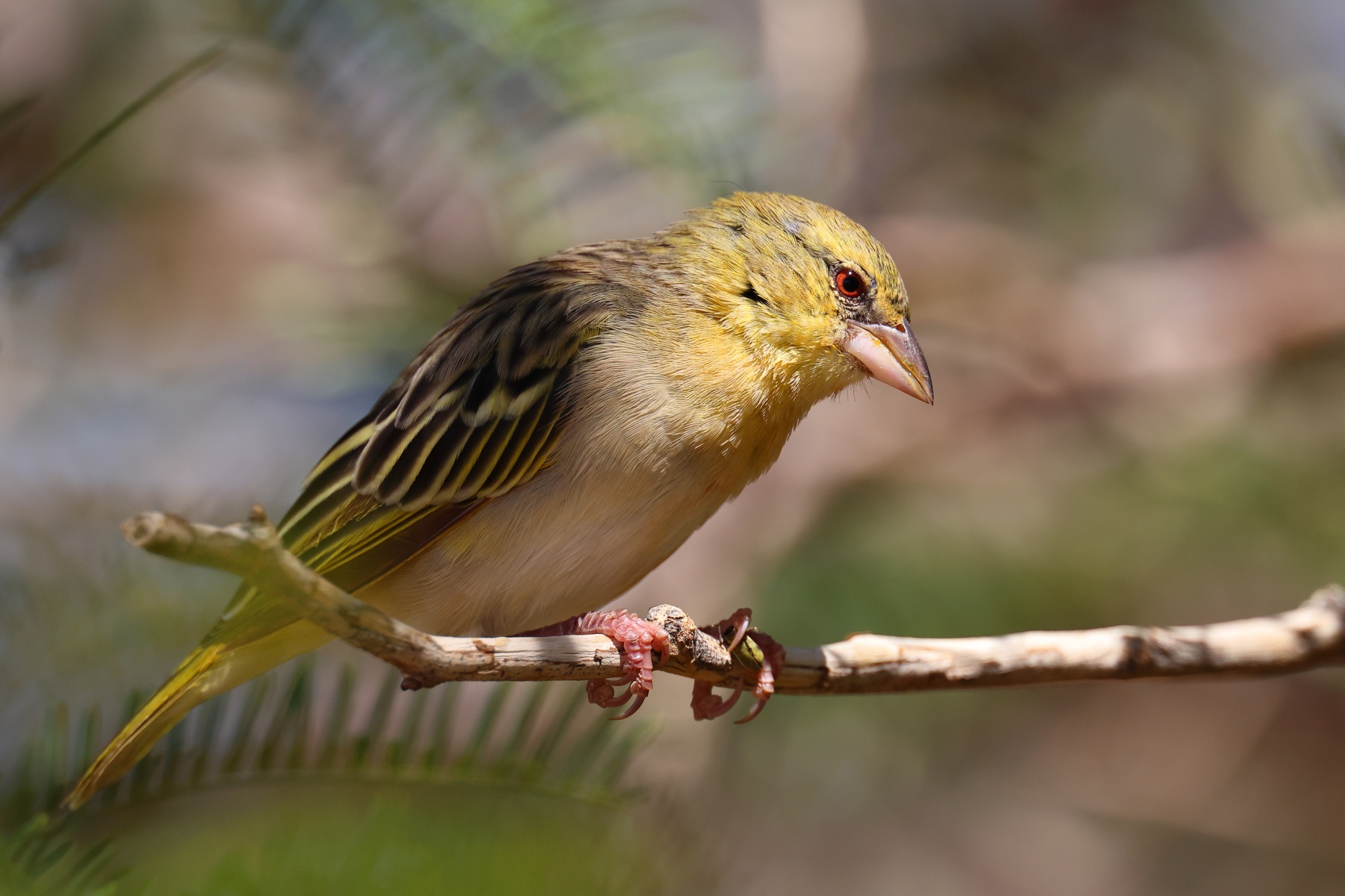 Sesriem campsite - Northern masked weaver (Ploceus taeniopterus)