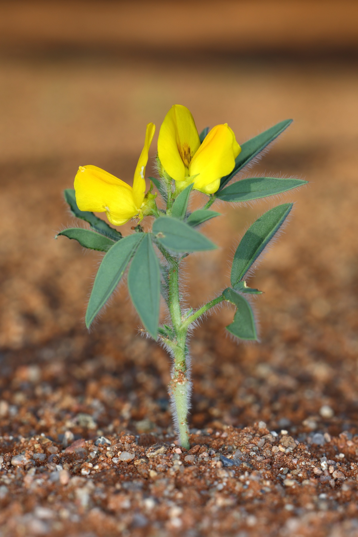 Sesriem campsite - Rattlepod (Crotalaria)
