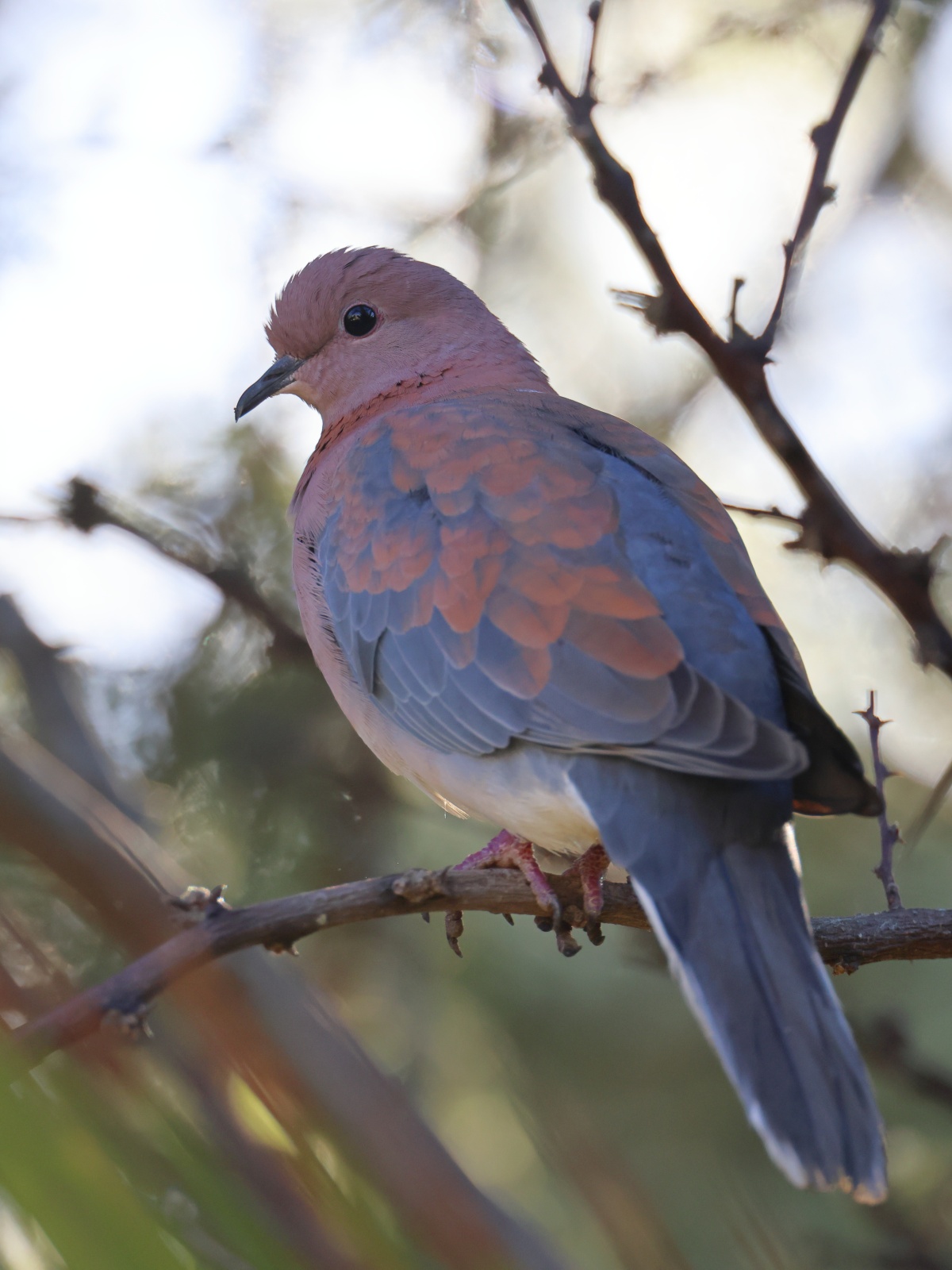 Rossmund Lodge - Laughing dove (Spilopelia senegalensis)