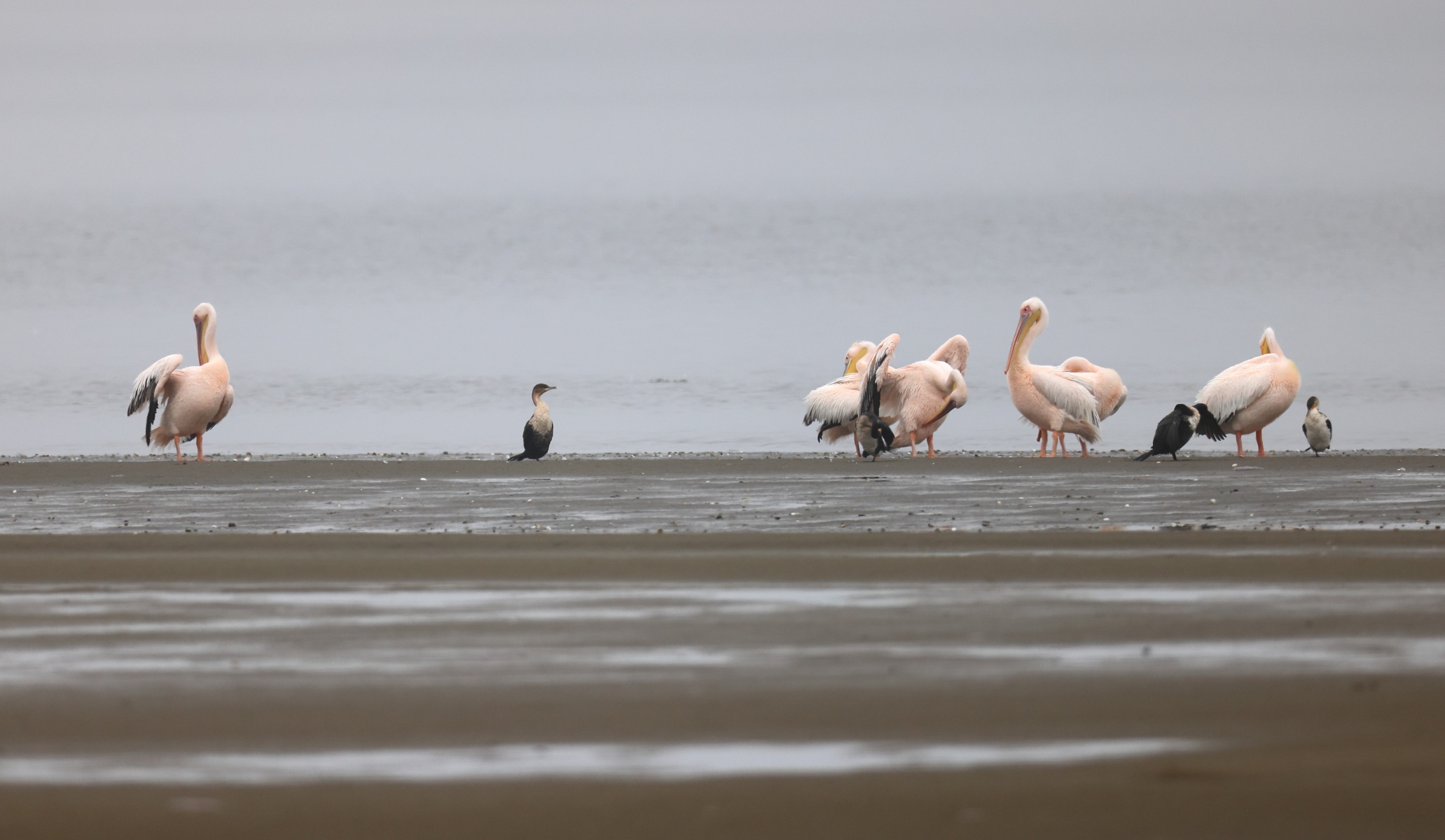 Walvis Bay - Pelicans and cormorants