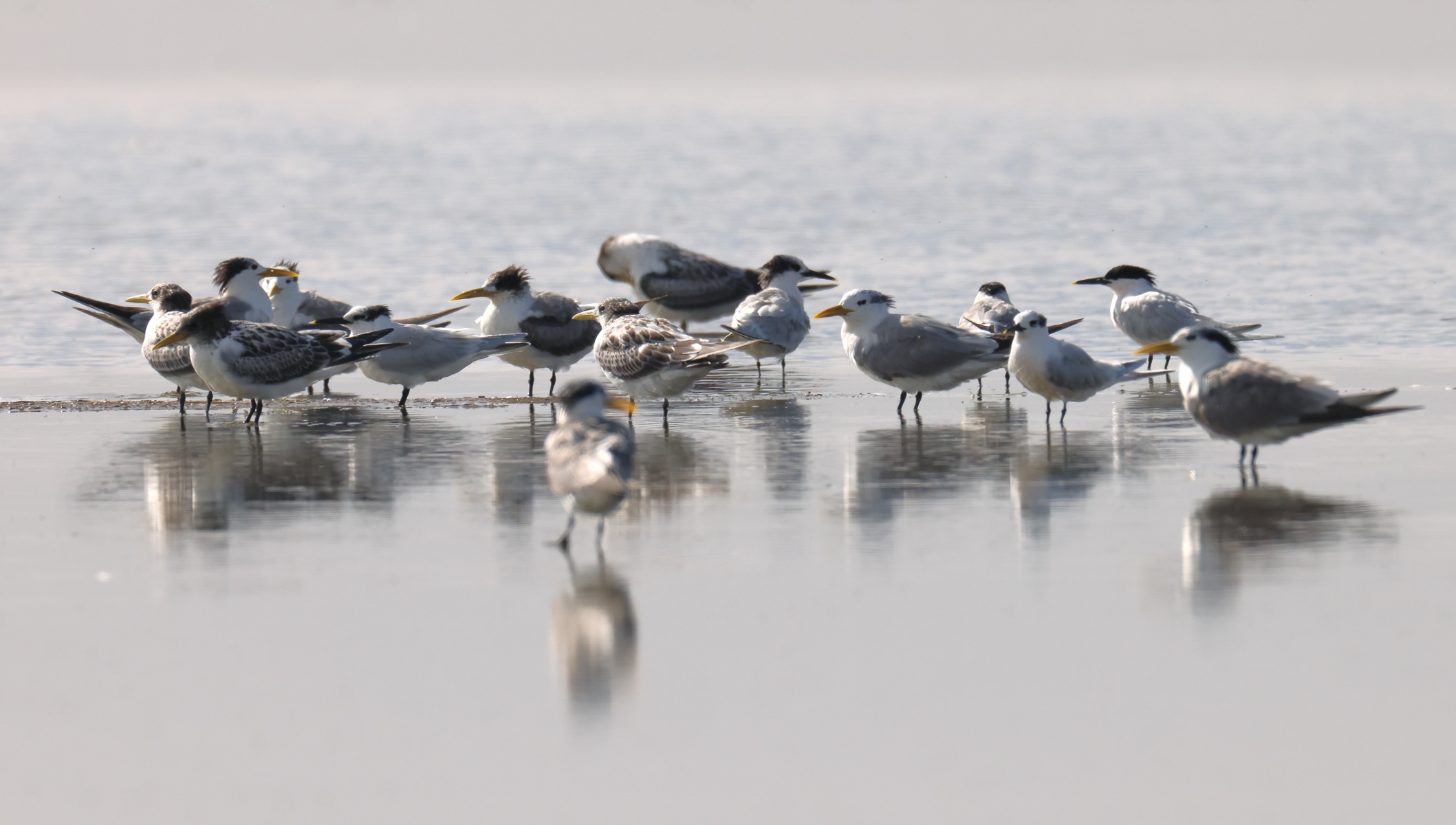 Pelican Point Peninsula - Terns - Greater crested terns (Thalasseus bergii)