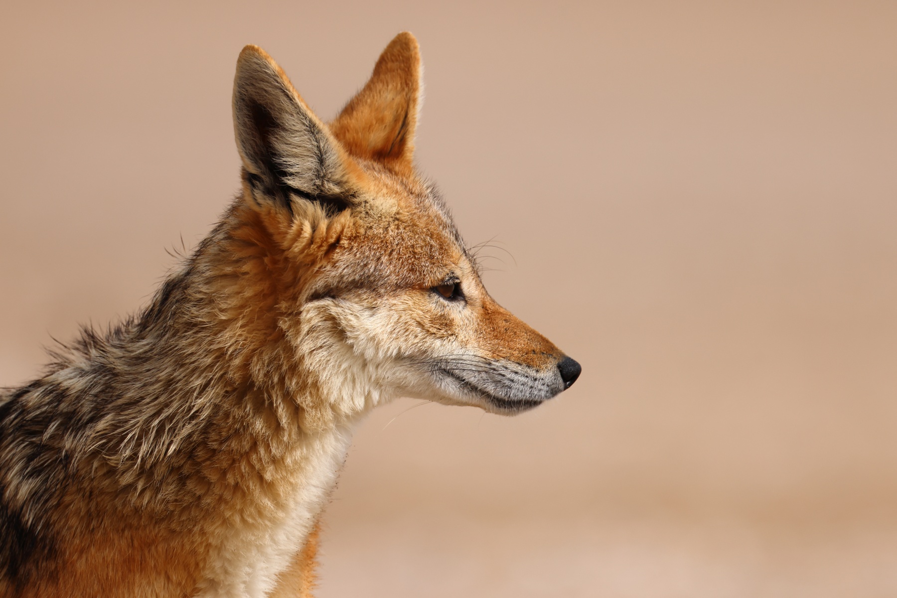 Pelican Point Peninsula - Black-backed jackal (Lupulella mesomelas)