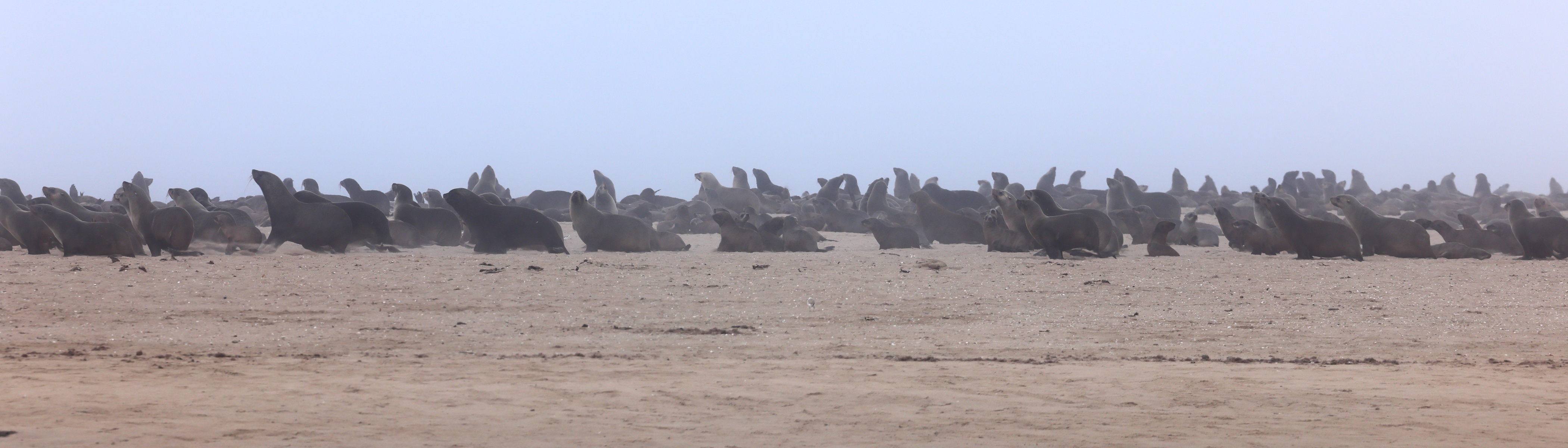 Pelican Point Peninsula - Cape fur seals (Arctocephalus pusillus)