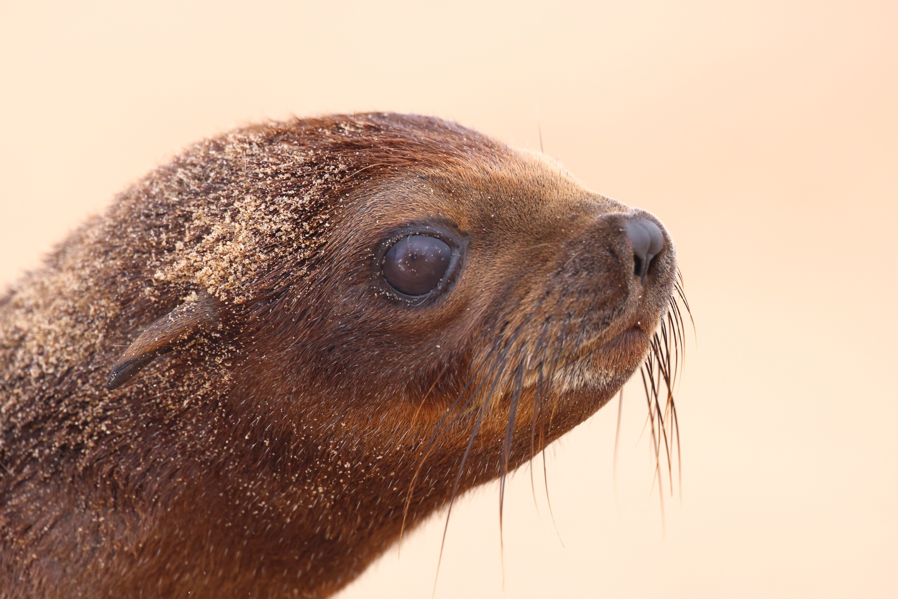Pelican Point Peninsula - Cape fur seal (Arctocephalus pusillus) - Pup