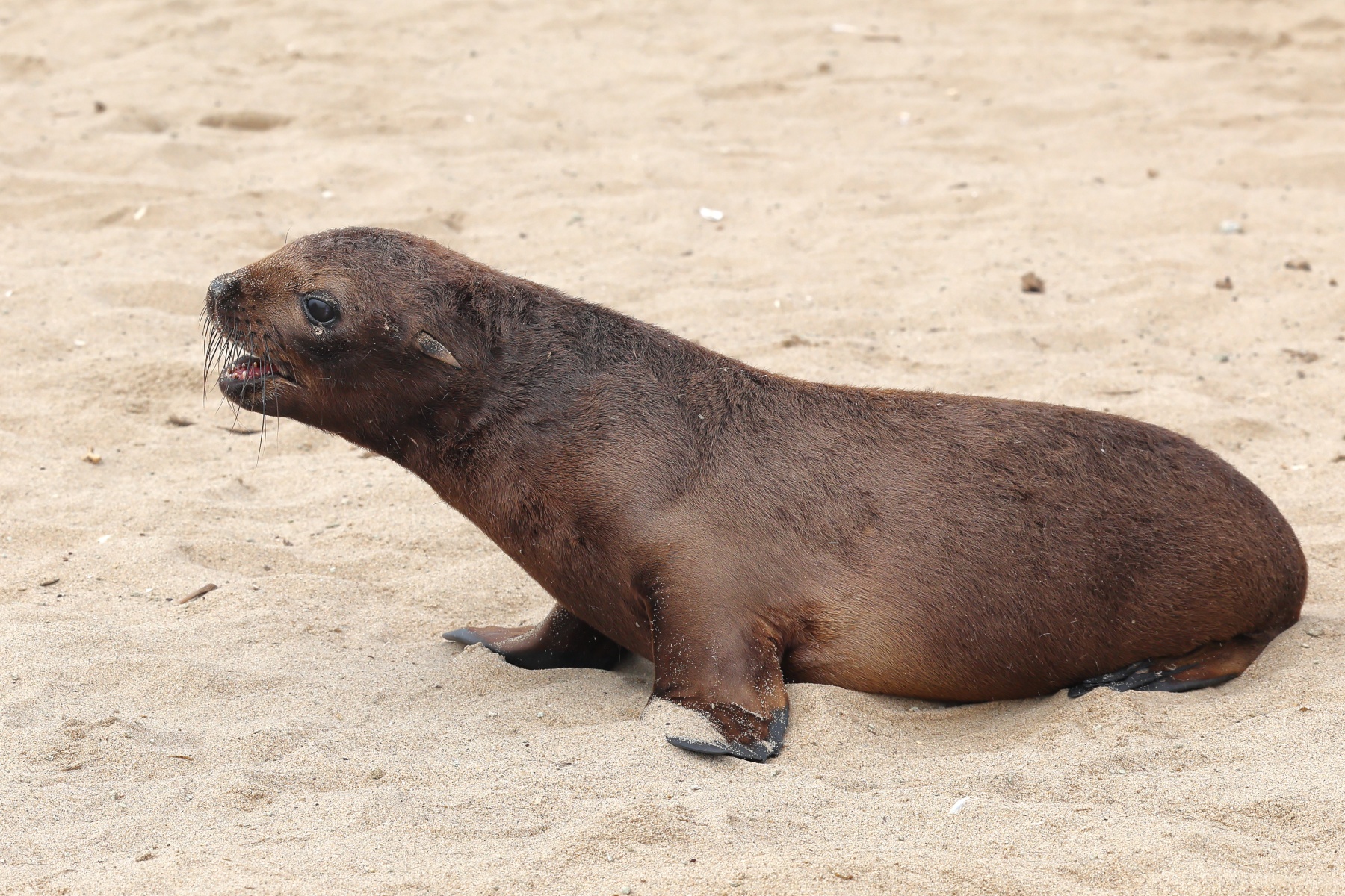 Pelican Point Peninsula - Cape fur seal (Arctocephalus pusillus) - Pup