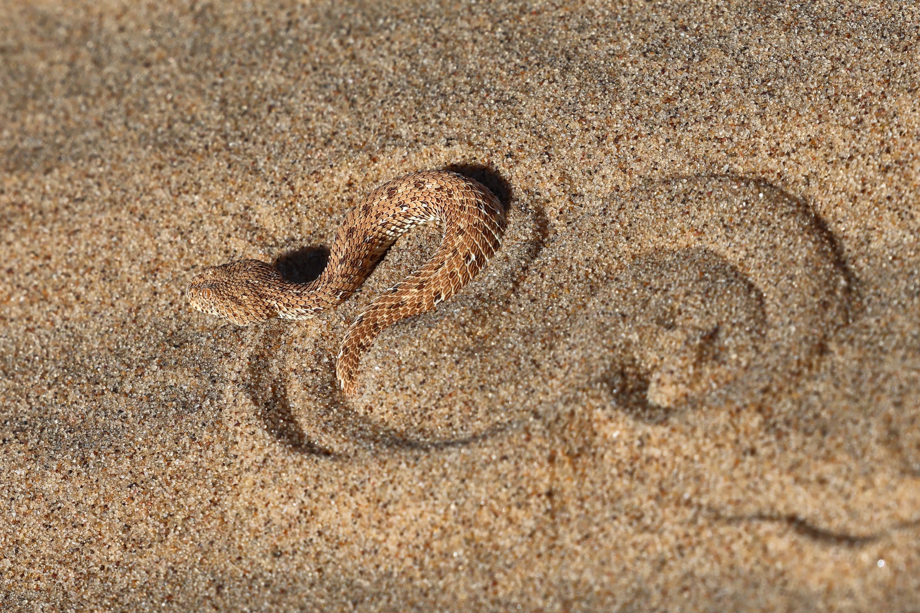 Namib Desert Coast - Peringuey's adder (Bitis peringueyi)