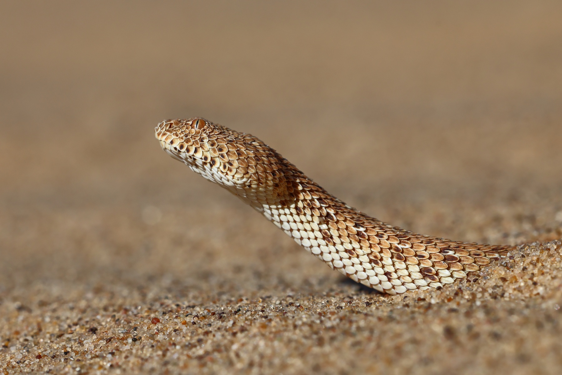 Namib Desert Coast - Peringuey's adder (Bitis peringueyi)