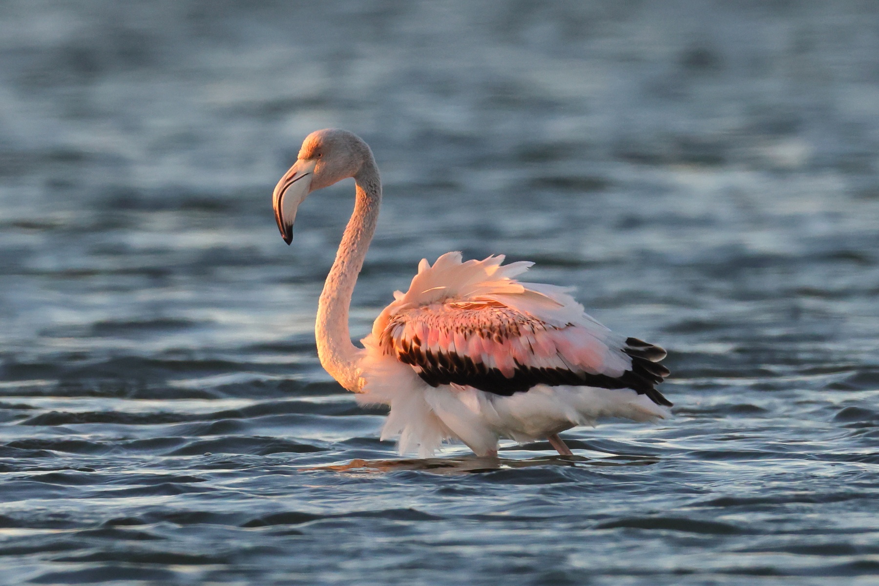 Walvis Bay - Greater Flamingo (Phoenicopterus roseus)