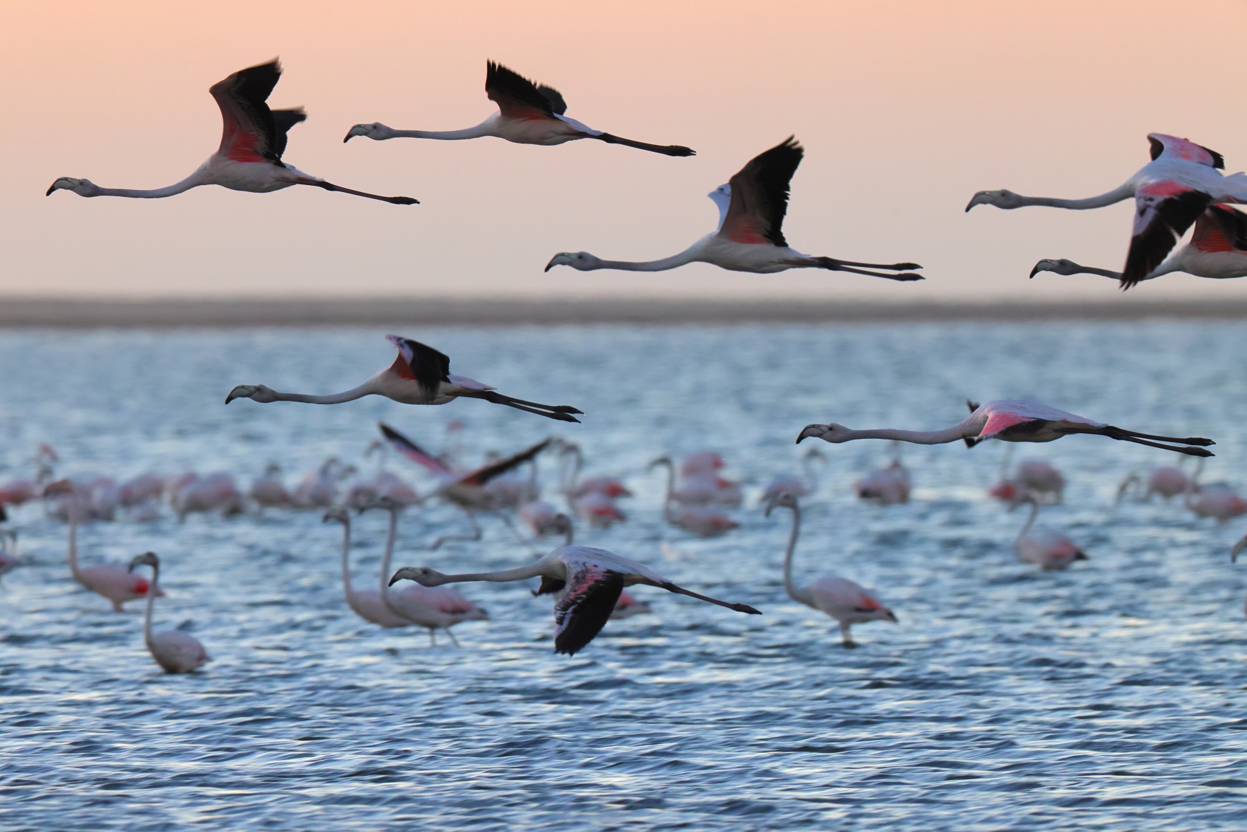 Walvis Bay - Greater Flamingos (Phoenicopterus roseus)