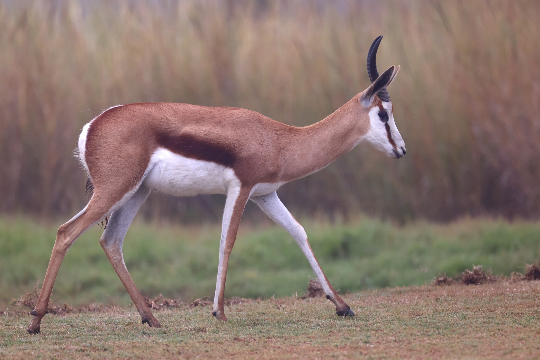 Rossmund Lodge - Springbok (Antidorcas marsupialis)
