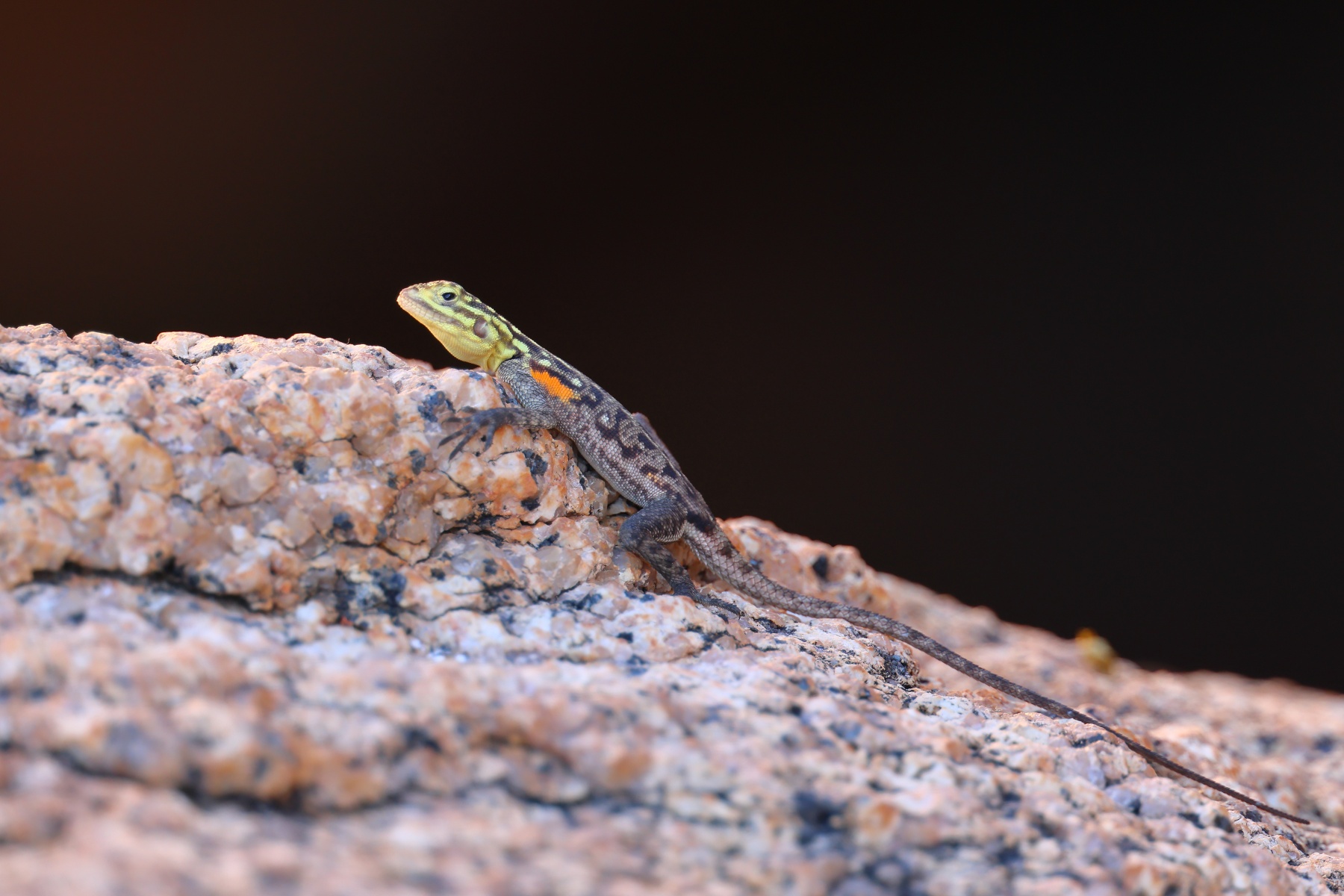 Spitzkoppe - Namib rock agama (Agama planiceps) - Female