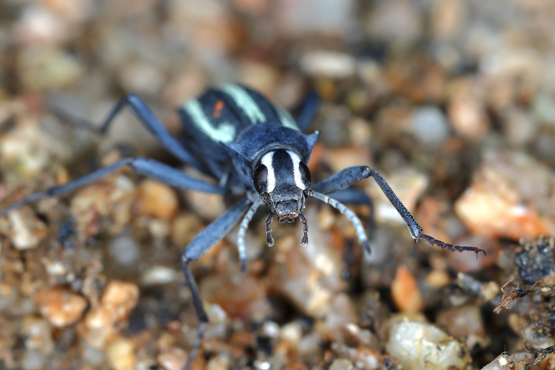 Spitzkoppe - Racing-stripe darkling beetle (Stenocara gracilipes)