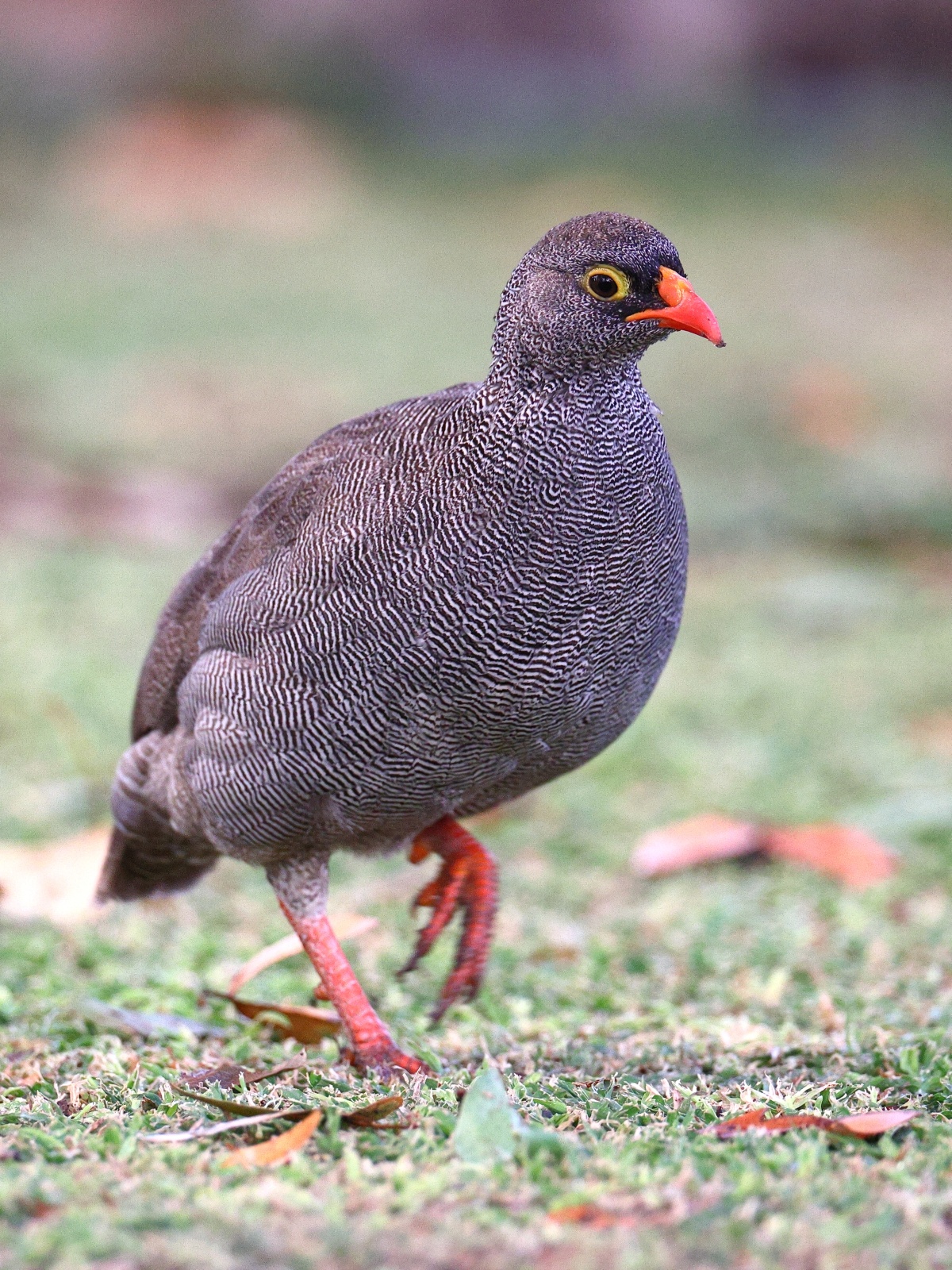 Eldorado Lodge and Camping - Red-billed spurfowl (Pternistis adspersus)