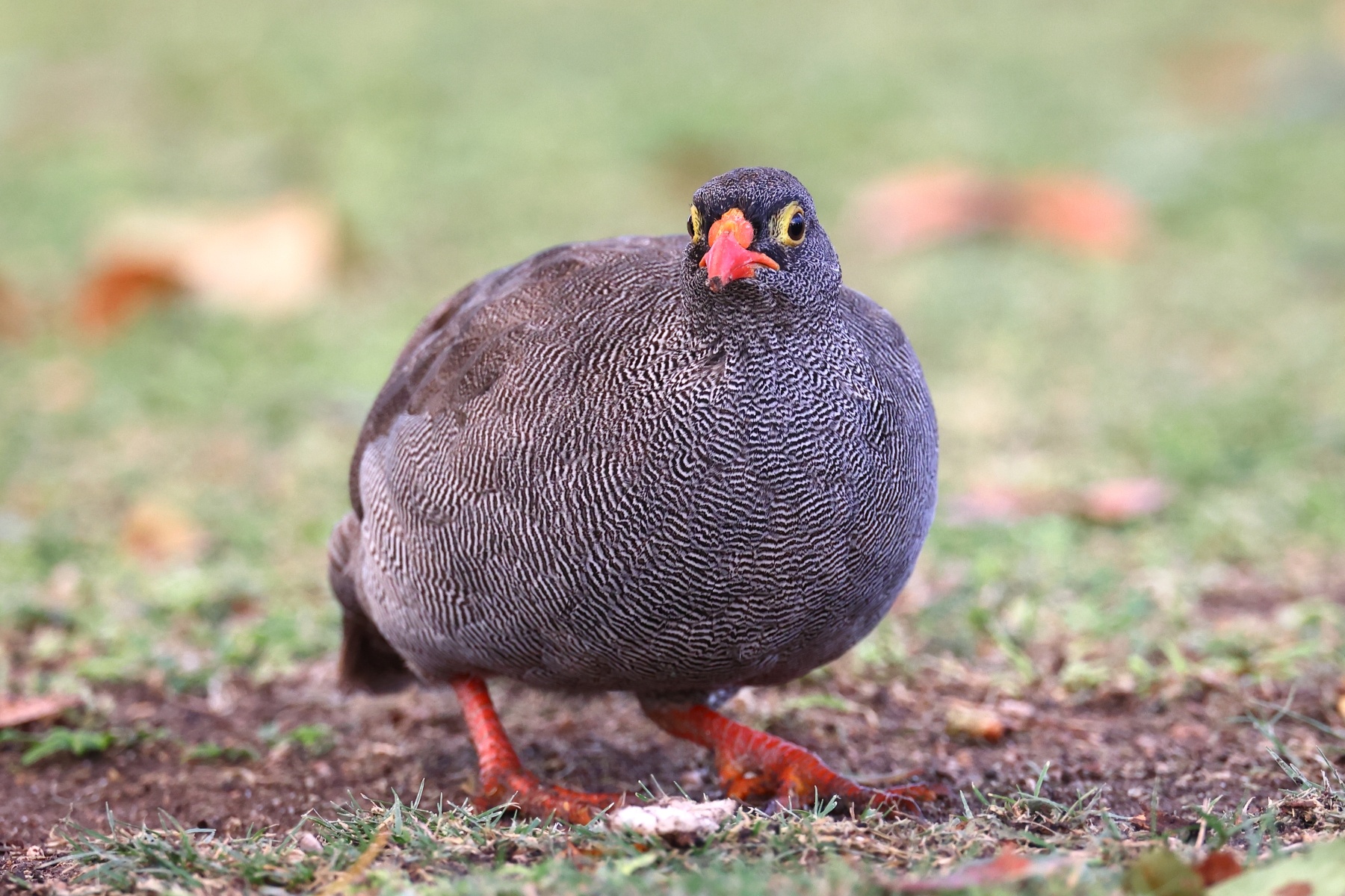 Eldorado Lodge and Camping - Red-billed spurfowl (Pternistis adspersus)
