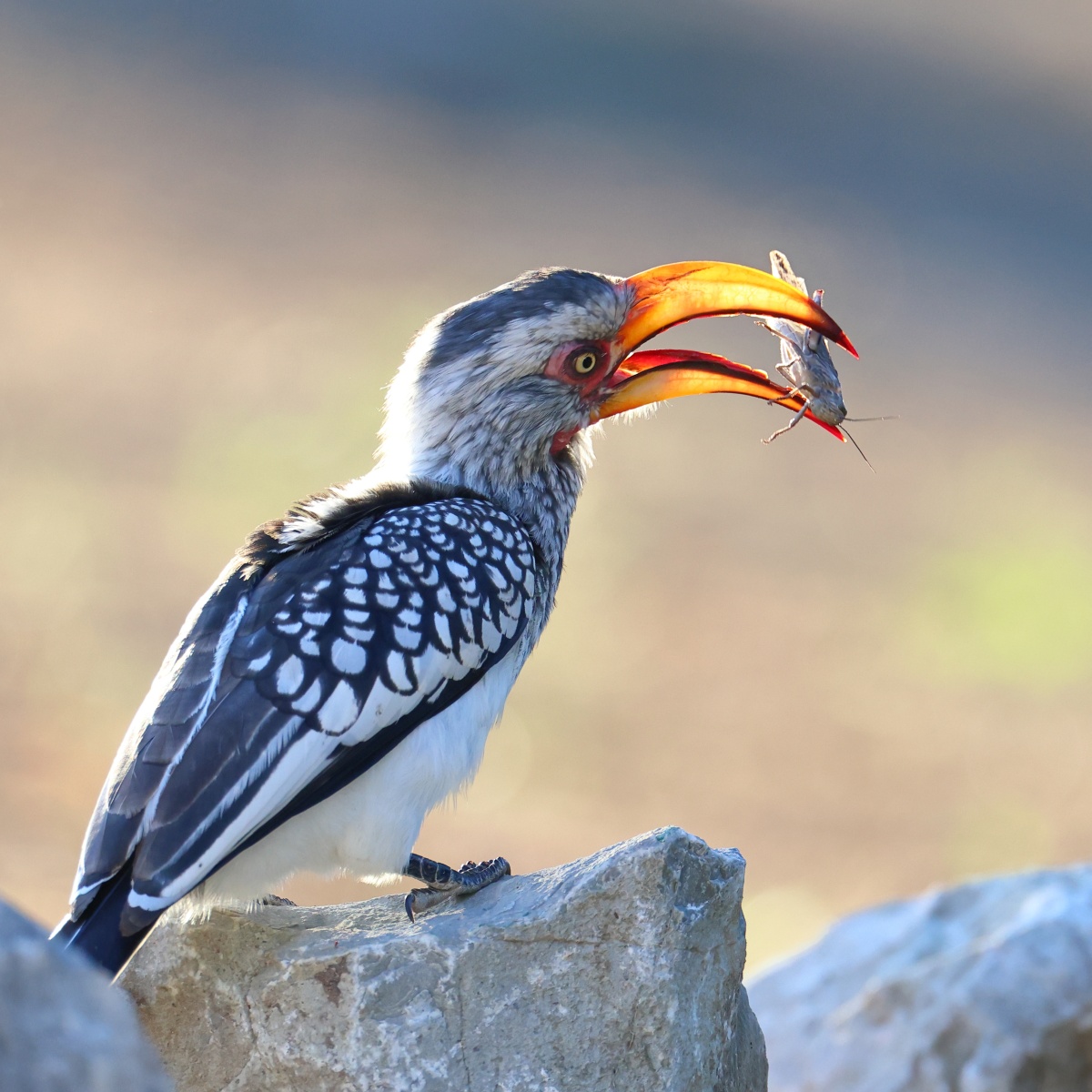 Eldorado Lodge and Camping - Southern yellow-billed hornbill (Tockus leucomelas)